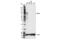 Eomesodermin antibody, 81493S, Cell Signaling Technology, Western Blot image 