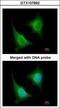 TGF-Beta Activated Kinase 1 (MAP3K7) Binding Protein 1 antibody, GTX107892, GeneTex, Immunocytochemistry image 