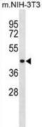 SHC Adaptor Protein 1 antibody, abx031129, Abbexa, Western Blot image 