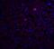 Trophinin antibody, 8245, ProSci, Immunofluorescence image 