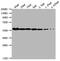 Pyruvate Kinase M1/2 antibody, CSB-MA018072A1m, Cusabio, Western Blot image 