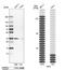 N-Methylpurine DNA Glycosylase antibody, NBP1-82787, Novus Biologicals, Western Blot image 