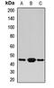 Basic Leucine Zipper Nuclear Factor 1 antibody, orb412449, Biorbyt, Western Blot image 
