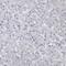 PCNA antibody, HPA030523, Atlas Antibodies, Immunohistochemistry frozen image 