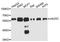 Cell Division Cycle 25C antibody, A10179, ABclonal Technology, Western Blot image 
