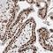 EYA Transcriptional Coactivator And Phosphatase 2 antibody, NBP1-84026, Novus Biologicals, Immunohistochemistry frozen image 