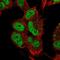 Insulin gene enhancer protein ISL-1 antibody, NBP2-33831, Novus Biologicals, Immunofluorescence image 