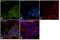 Ubiquitin C-Terminal Hydrolase L1 antibody, PA5-11983, Invitrogen Antibodies, Immunofluorescence image 