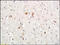 Mitofusin 1 antibody, 250650, Abbiotec, Immunohistochemistry paraffin image 