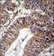 GRIP And Coiled-Coil Domain Containing 1 antibody, LS-C166406, Lifespan Biosciences, Immunohistochemistry frozen image 