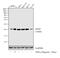 Superoxide Dismutase 2 antibody, PA1-125, Invitrogen Antibodies, Western Blot image 