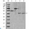 Apolipoprotein A4 antibody, LS-C812393, Lifespan Biosciences, Western Blot image 