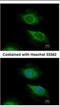 ADP Ribosylation Factor 5 antibody, NBP1-31005, Novus Biologicals, Immunocytochemistry image 