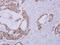 Clavesin 1 antibody, PA5-32088, Invitrogen Antibodies, Immunohistochemistry frozen image 