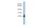 Chromosome 19 Open Reading Frame 54 antibody, PA5-44437, Invitrogen Antibodies, Western Blot image 