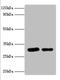 Syntaxin 6 antibody, orb241409, Biorbyt, Western Blot image 