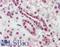 CTL2 antibody, LS-A9125, Lifespan Biosciences, Immunohistochemistry frozen image 