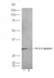 Mitochondrial Antiviral Signaling Protein antibody, orb6356, Biorbyt, Western Blot image 