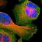 Synaptosome Associated Protein 23 antibody, HPA001214, Atlas Antibodies, Immunofluorescence image 