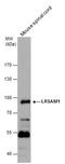 LRSAM1 antibody, GTX120647, GeneTex, Western Blot image 