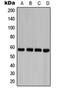 Caspase 8 antibody, orb213660, Biorbyt, Western Blot image 
