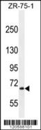 Leucine Rich Repeat Neuronal 3 antibody, 56-149, ProSci, Western Blot image 