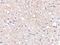 Plexin Domain Containing 2 antibody, NBP1-76858, Novus Biologicals, Immunohistochemistry frozen image 