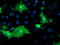 Oxysterol Binding Protein antibody, M03062, Boster Biological Technology, Immunofluorescence image 