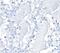 HLF antibody, A700-003, Bethyl Labs, Immunohistochemistry frozen image 