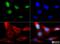RNA Binding Fox-1 Homolog 3 antibody, NBP1-77686, Novus Biologicals, Immunocytochemistry image 
