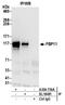 Pre-MRNA Processing Factor 40 Homolog A antibody, A304-736A, Bethyl Labs, Immunoprecipitation image 