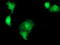Sorting Nexin 8 antibody, TA502134, Origene, Immunofluorescence image 