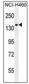 Phospholipase C Like 2 antibody, AP53339PU-N, Origene, Western Blot image 