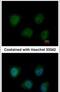 O-Linked N-Acetylglucosamine (GlcNAc) Transferase antibody, PA5-22071, Invitrogen Antibodies, Immunofluorescence image 