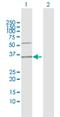 Family With Sequence Similarity 216 Member A antibody, H00029902-D01P, Novus Biologicals, Western Blot image 