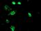 SSRA antibody, MA5-25634, Invitrogen Antibodies, Immunocytochemistry image 