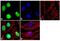Spalt Like Transcription Factor 4 antibody, 701664, Invitrogen Antibodies, Immunofluorescence image 