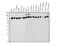 Valosin Containing Protein antibody, PB9454, Boster Biological Technology, Flow Cytometry image 