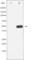 Calcium/Calmodulin Dependent Protein Kinase II Alpha antibody, abx010487, Abbexa, Western Blot image 