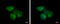 Eukaryotic Translation Initiation Factor 2B Subunit Delta antibody, GTX115155, GeneTex, Immunofluorescence image 
