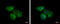 Eif2b antibody, GTX115155, GeneTex, Immunofluorescence image 