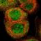 Caspase 8 antibody, HPA001302, Atlas Antibodies, Immunocytochemistry image 
