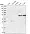 Sterile Alpha Motif Domain Containing 1 antibody, HPA041662, Atlas Antibodies, Western Blot image 