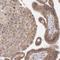 Regulator of nonsense transcripts 3B antibody, HPA001882, Atlas Antibodies, Immunohistochemistry frozen image 