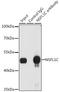 NSFL1 Cofactor antibody, A08116, Boster Biological Technology, Immunoprecipitation image 