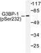 G3BP Stress Granule Assembly Factor 1 antibody, LS-C177903, Lifespan Biosciences, Western Blot image 