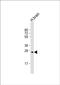 Serine Protease 33 antibody, PA5-49492, Invitrogen Antibodies, Western Blot image 