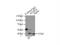 Starch Binding Domain 1 antibody, 11842-1-AP, Proteintech Group, Immunoprecipitation image 