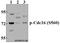Cell Division Cycle 16 antibody, A04573S560, Boster Biological Technology, Western Blot image 