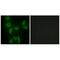 Isoleucyl-TRNA Synthetase 2, Mitochondrial antibody, A09580, Boster Biological Technology, Immunofluorescence image 